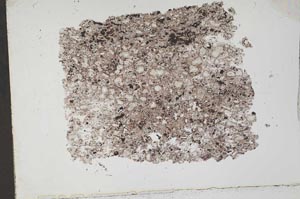 Plane Polarized, S51871