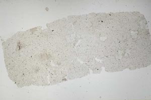 Plane Polarized, S51923