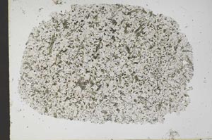 Plane Polarized, S51925