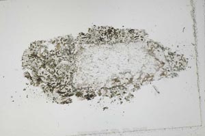 Plane Polarized, S51934