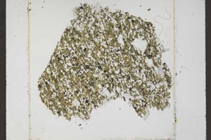 Plane Polarized, S51957