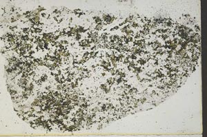 Plane Polarized, S51959