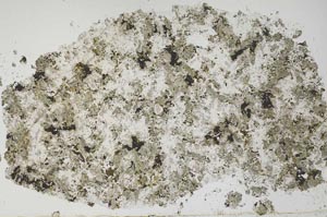 Plane Polarized, S51960