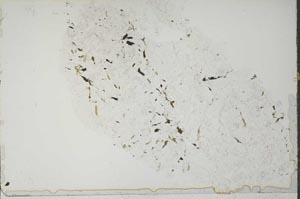 Plane Polarized, S51962