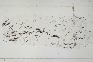 Plane Polarized, S51964