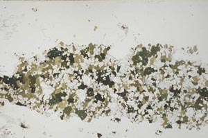 Plane Polarized, S51965