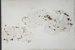 Plane Polarized, S51967