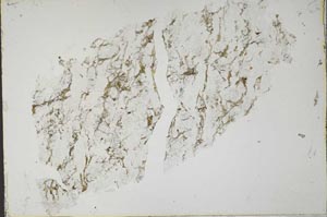 Plane Polarized, S51973