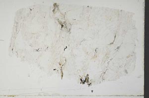 Plane Polarized, S51979