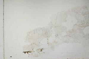 Plane Polarized, S51981