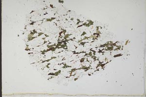 Plane Polarized, S51990