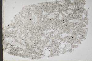 Plane Polarized, S52042