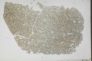 Plane Polarized, S52057