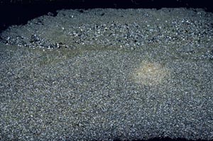 Cross Polarized, S52162