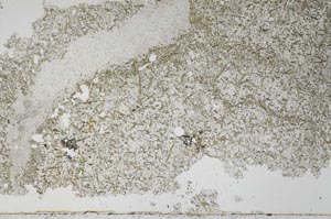 Plane Polarized, S52225