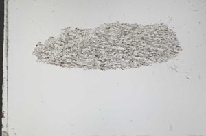 Plane Polarized, S52254