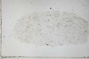 Plane Polarized, S52259