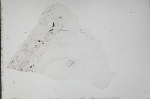 Plane Polarized, S52267
