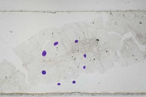 Plane Polarized, S52268