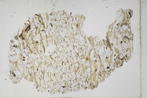Plane Polarized, S52286