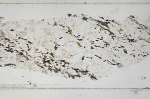 Plane Polarized, S52287
