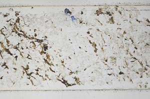 Plane Polarized, S52288