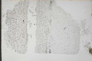 Plane Polarized, S52305
