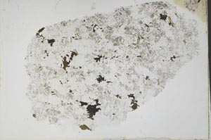 Plane Polarized, S52312