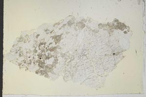Plane Polarized, S52328