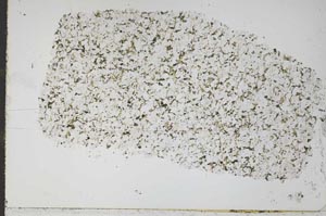 Plane Polarized, S52333