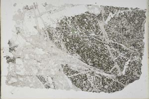 Plane Polarized, S52354