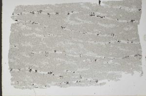 Plane Polarized, S52368
