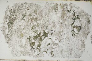Plane Polarized, S52419