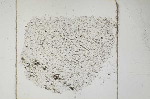 Plane Polarized, S52422