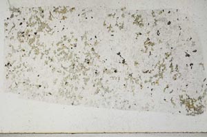 Plane Polarized, S52429/A