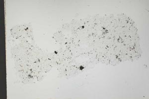 Plane Polarized, S52431