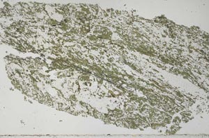 Plane Polarized, S52433