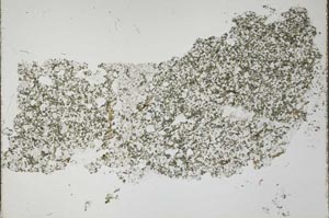Plane Polarized, S52439