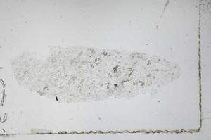Plane Polarized, S52441