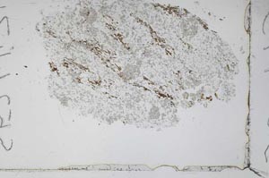 Plane Polarized, S52443