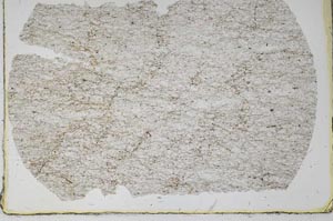 Plane Polarized, S52455