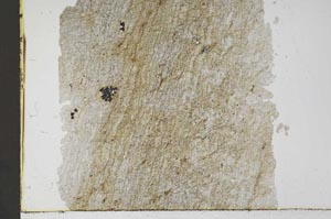 Plane Polarized, S52456