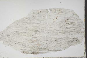 Plane Polarized, S52531