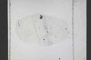 Plane Polarized, S52545