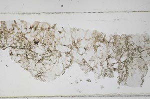 Plane Polarized, S52555