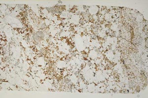 Plane Polarized, S52561