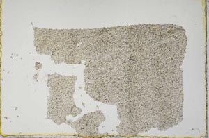 Plane Polarized, S52584