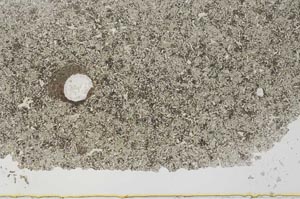 Plane Polarized, S52601