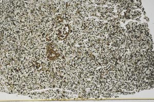 Plane Polarized, S52629
