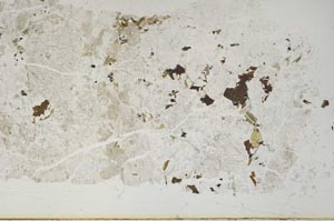Plane Polarized, S52661
